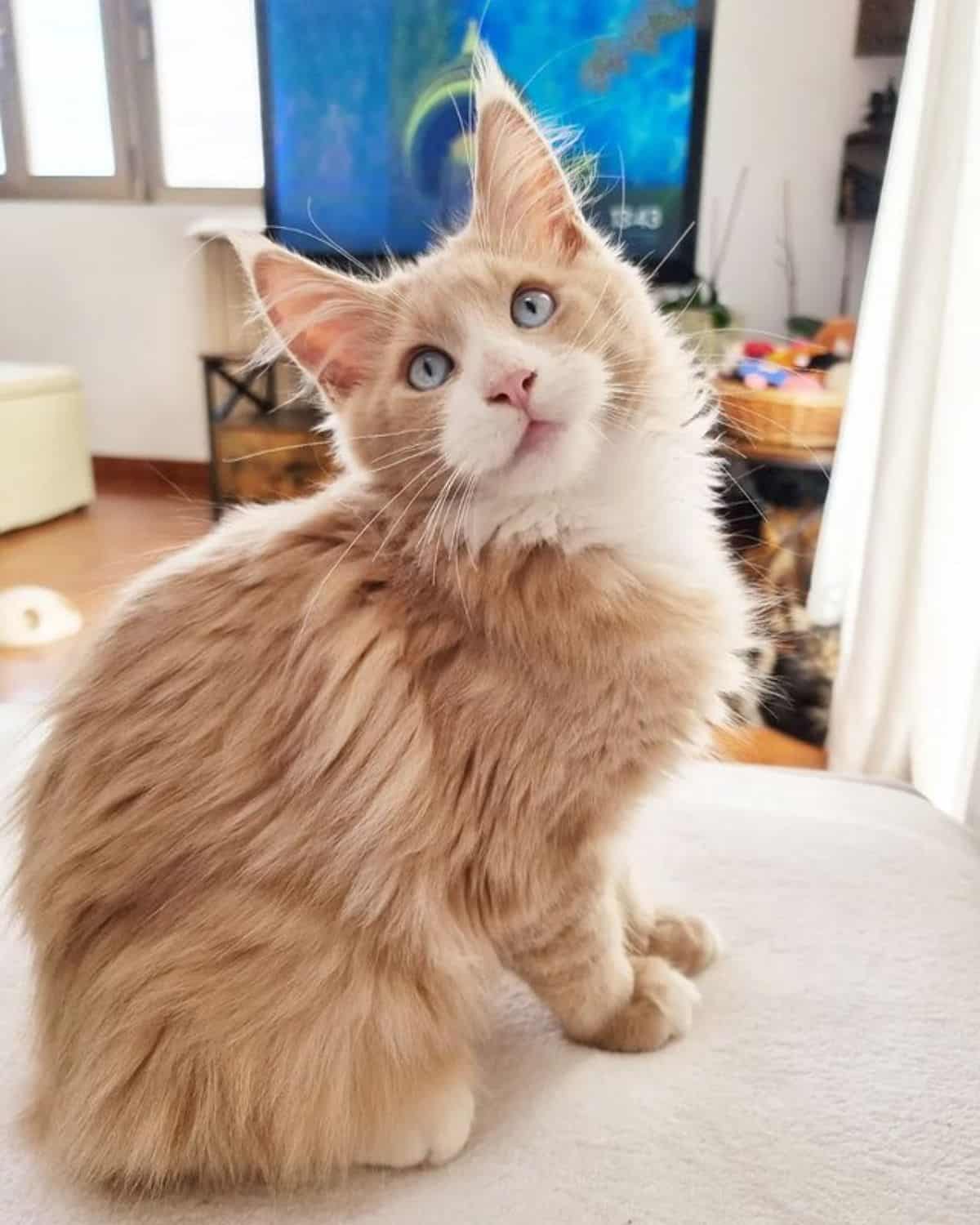 A ginger fluffy maine coon is sitting on a bed.