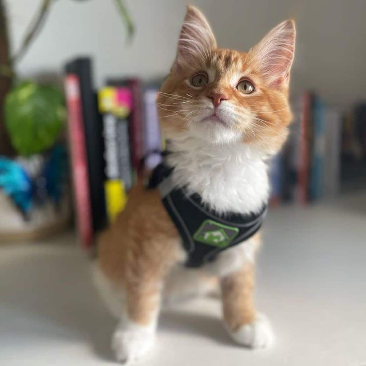 An adorable red maine coon kitten with  a harness sitting on a table.