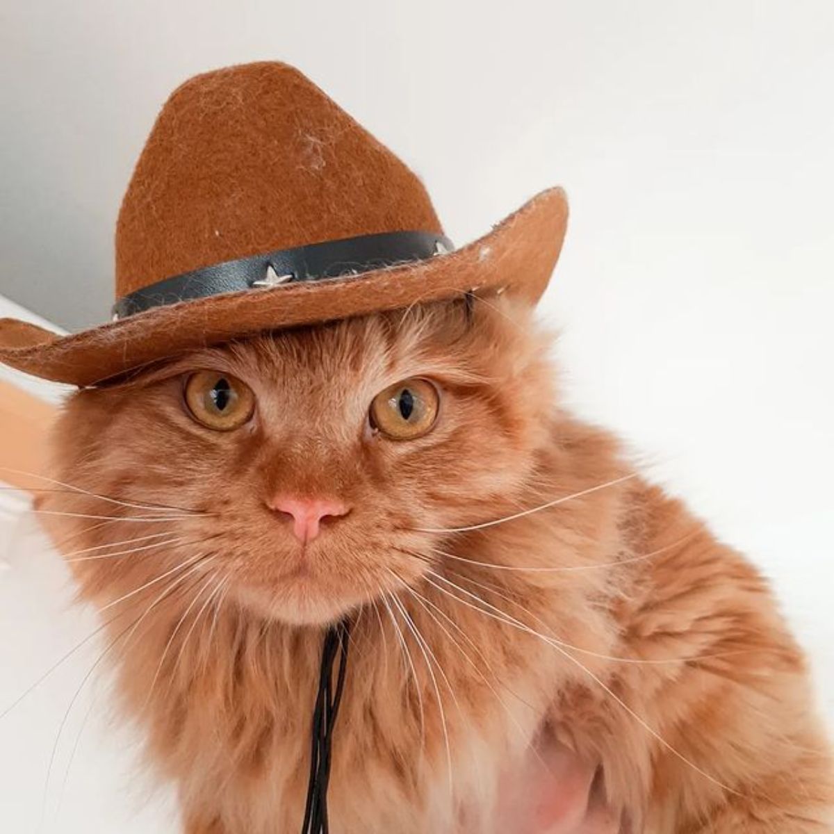 A ginger maine coon weaing a small brown cowboy hat.