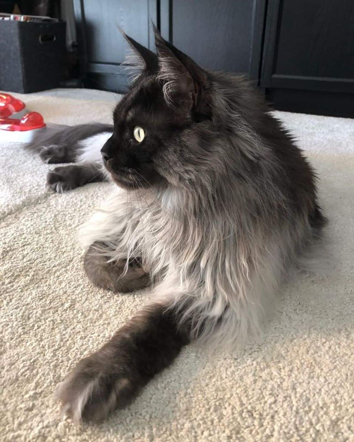 A fluffy gray maine coon lying on a carpet.