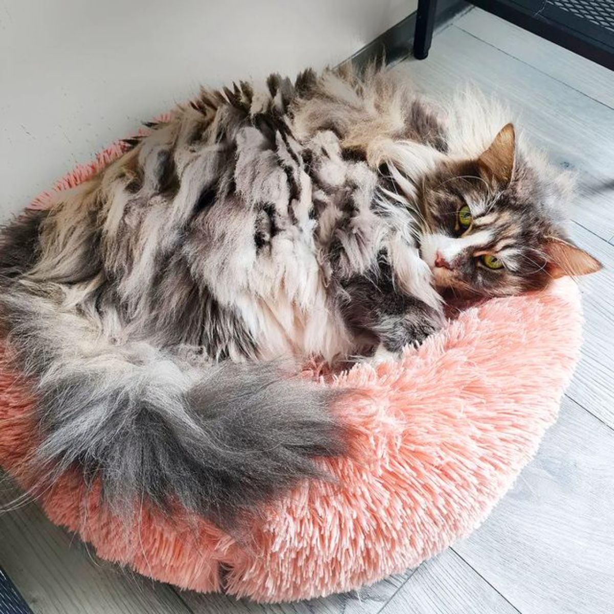 A fluffy tabby maine coon lying on a cat bed.
