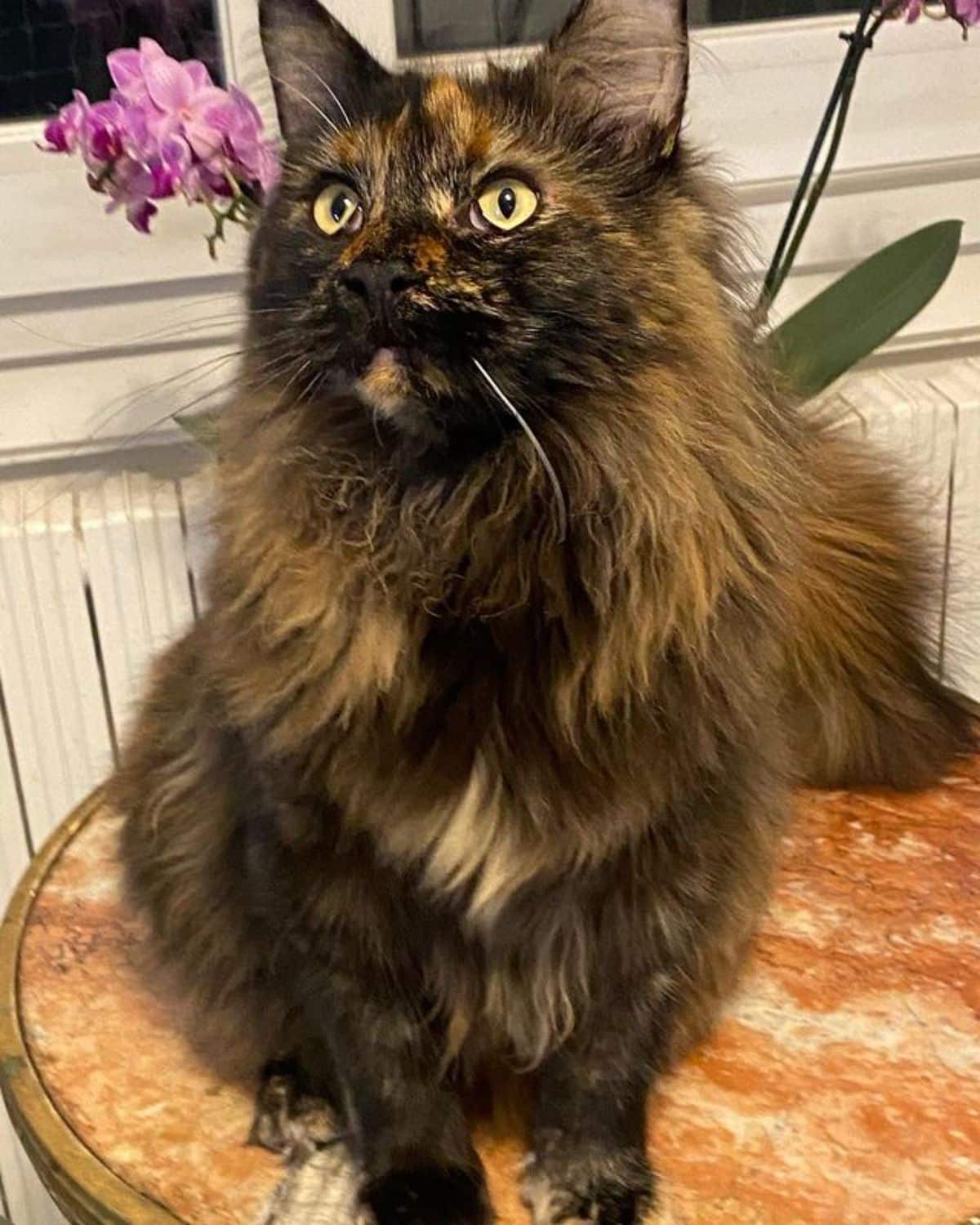 A beautiful tortoise maine coon sitting on a small table.