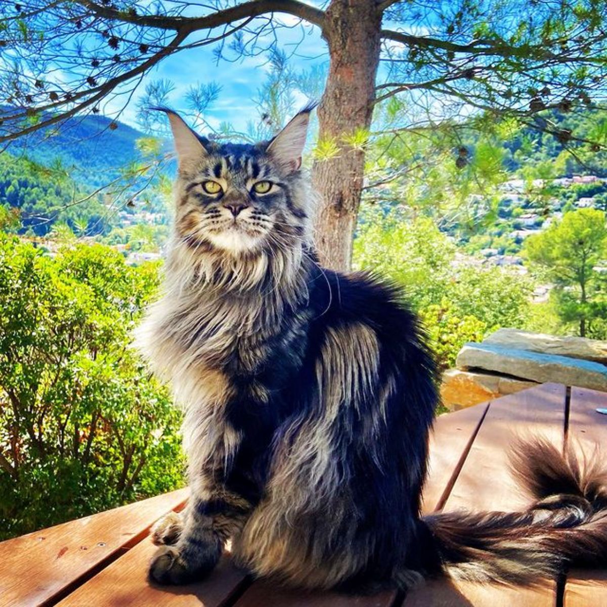 A fluffy maine coon sitting on a wooden table.