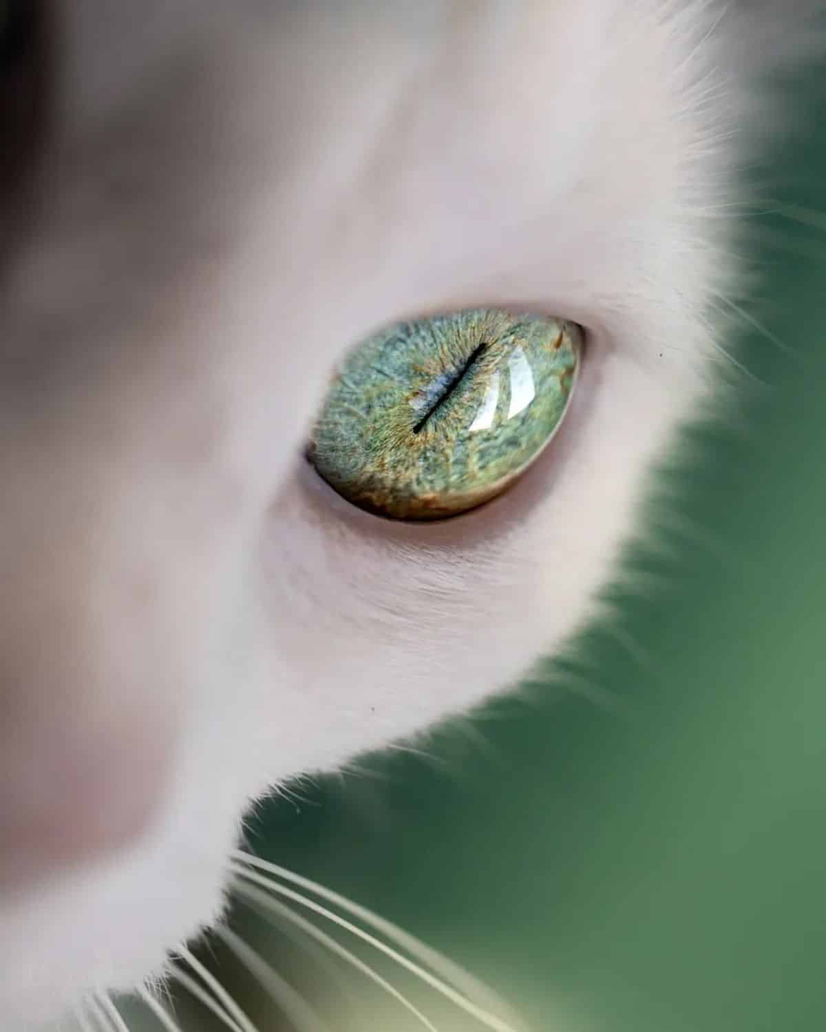 A close-up of a white cat eye.
