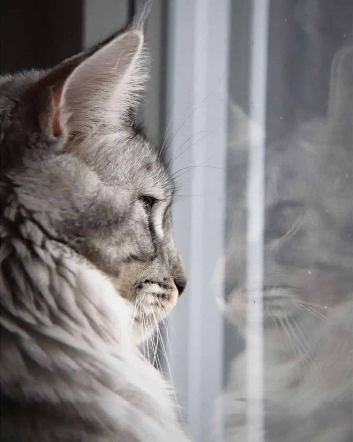 A close-up of a gray maine coon looking through a window.