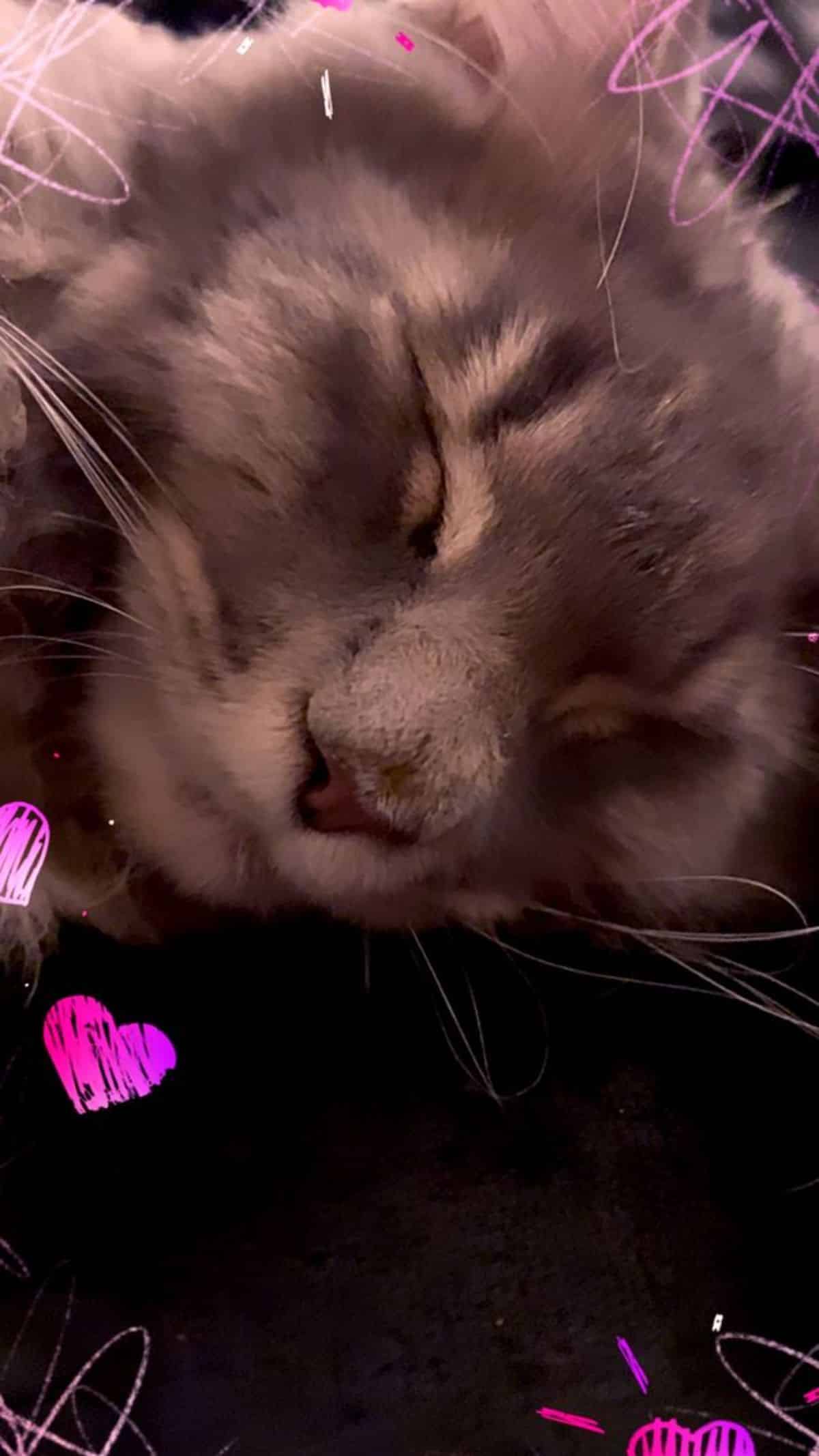 A close-up of a sleeping tabby maine coon.