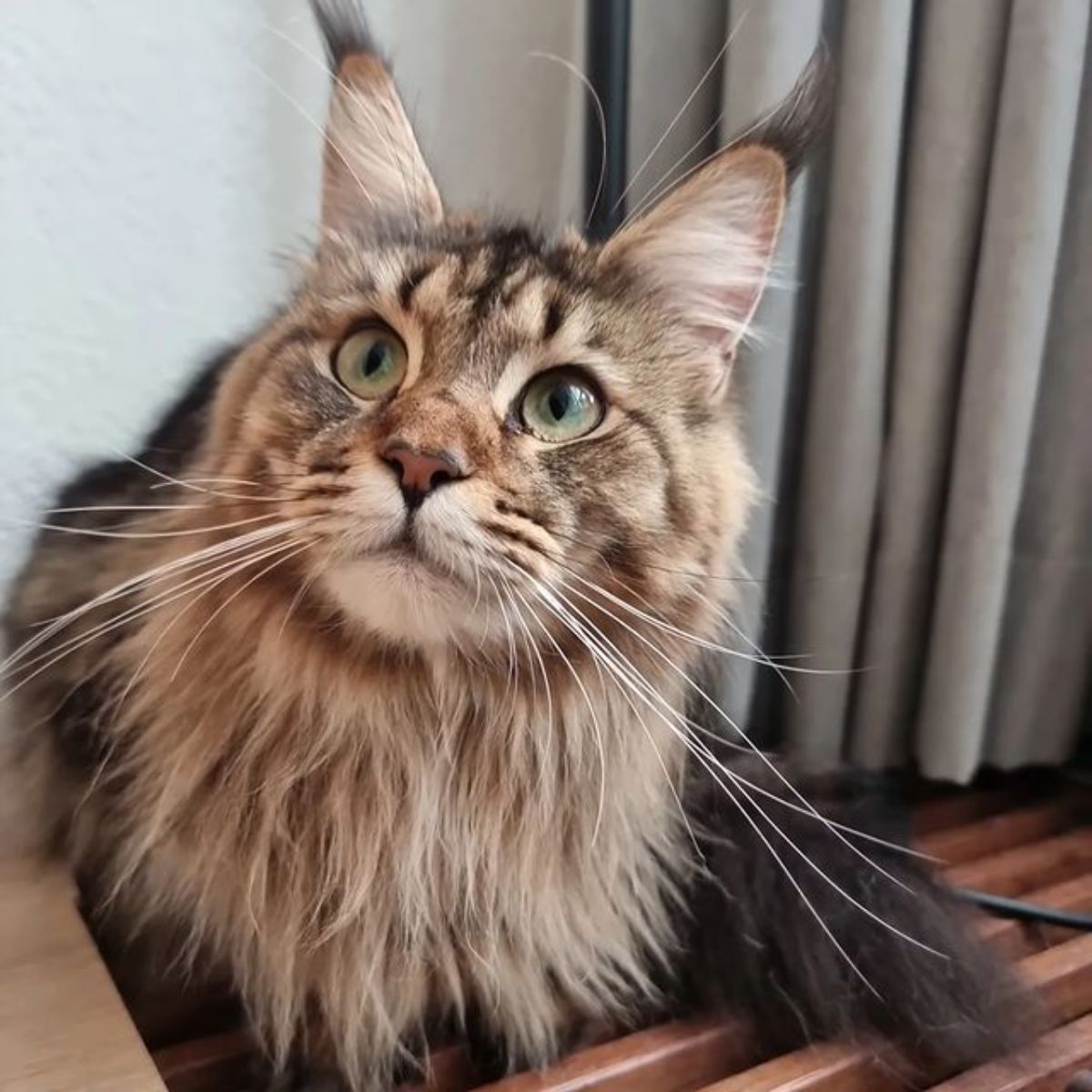 A fluffy tabby maine coon sitting on a table.