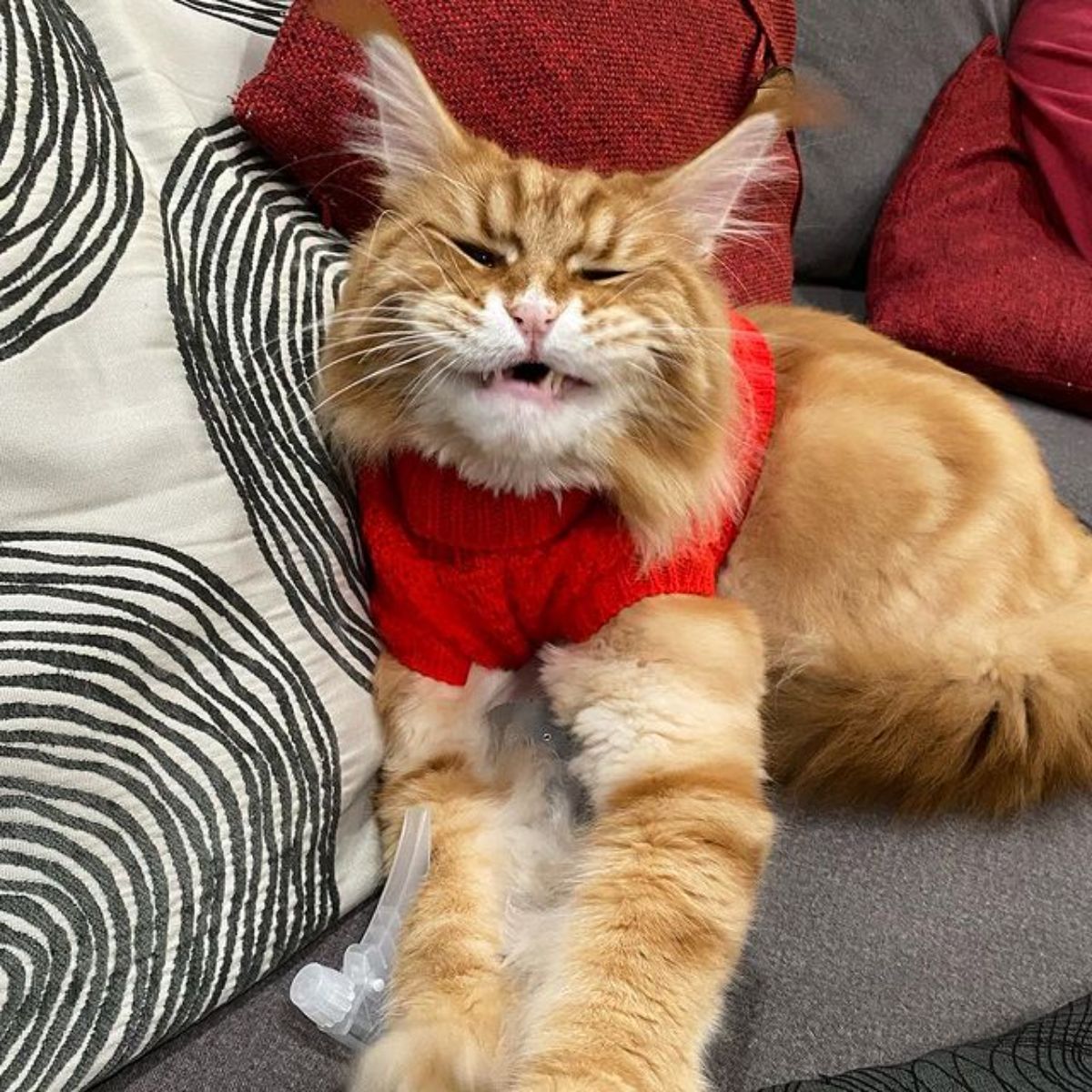 A red maine coon with a funny face lying on a sofa.