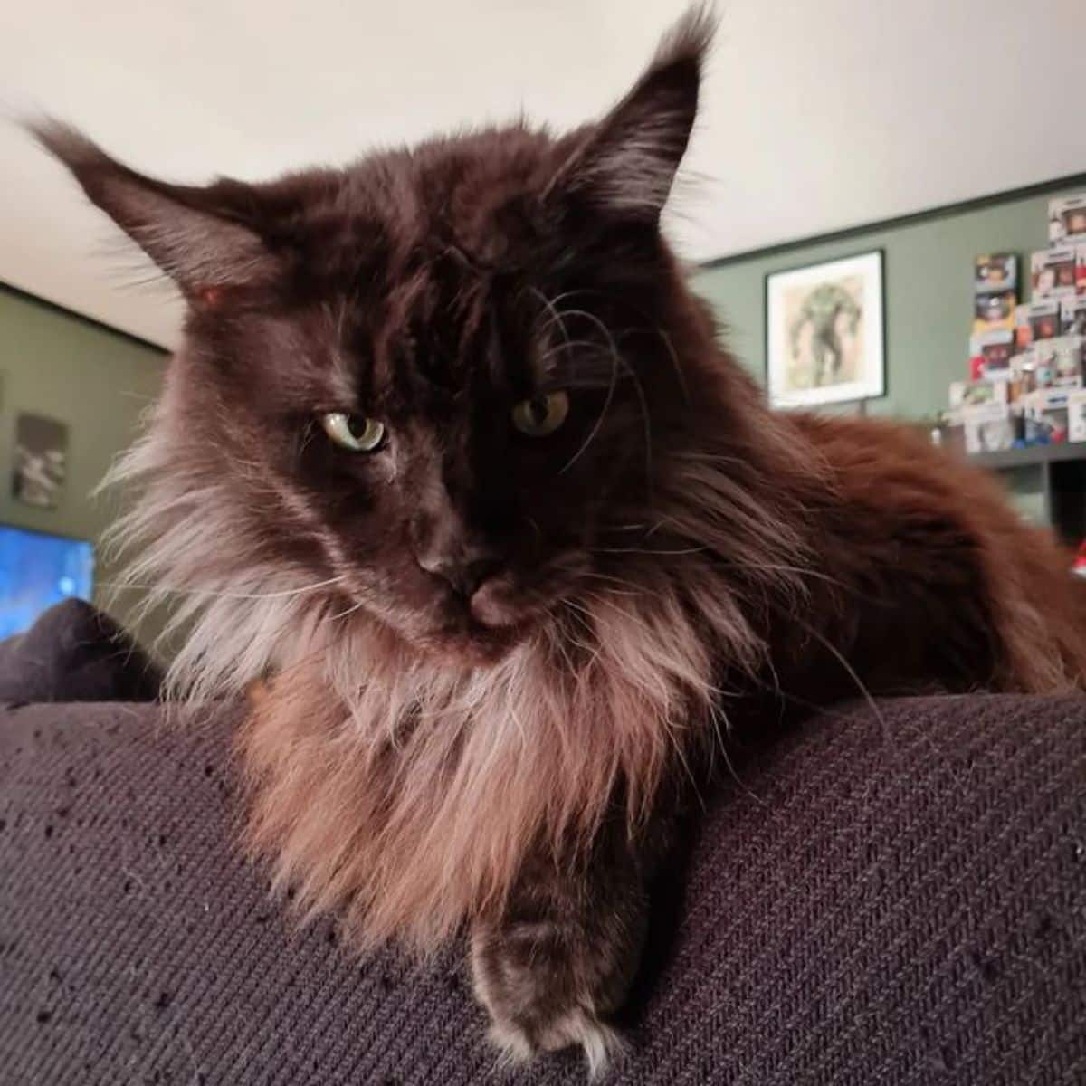 A fluffy gray maine coon lying on the edge of a sofa.