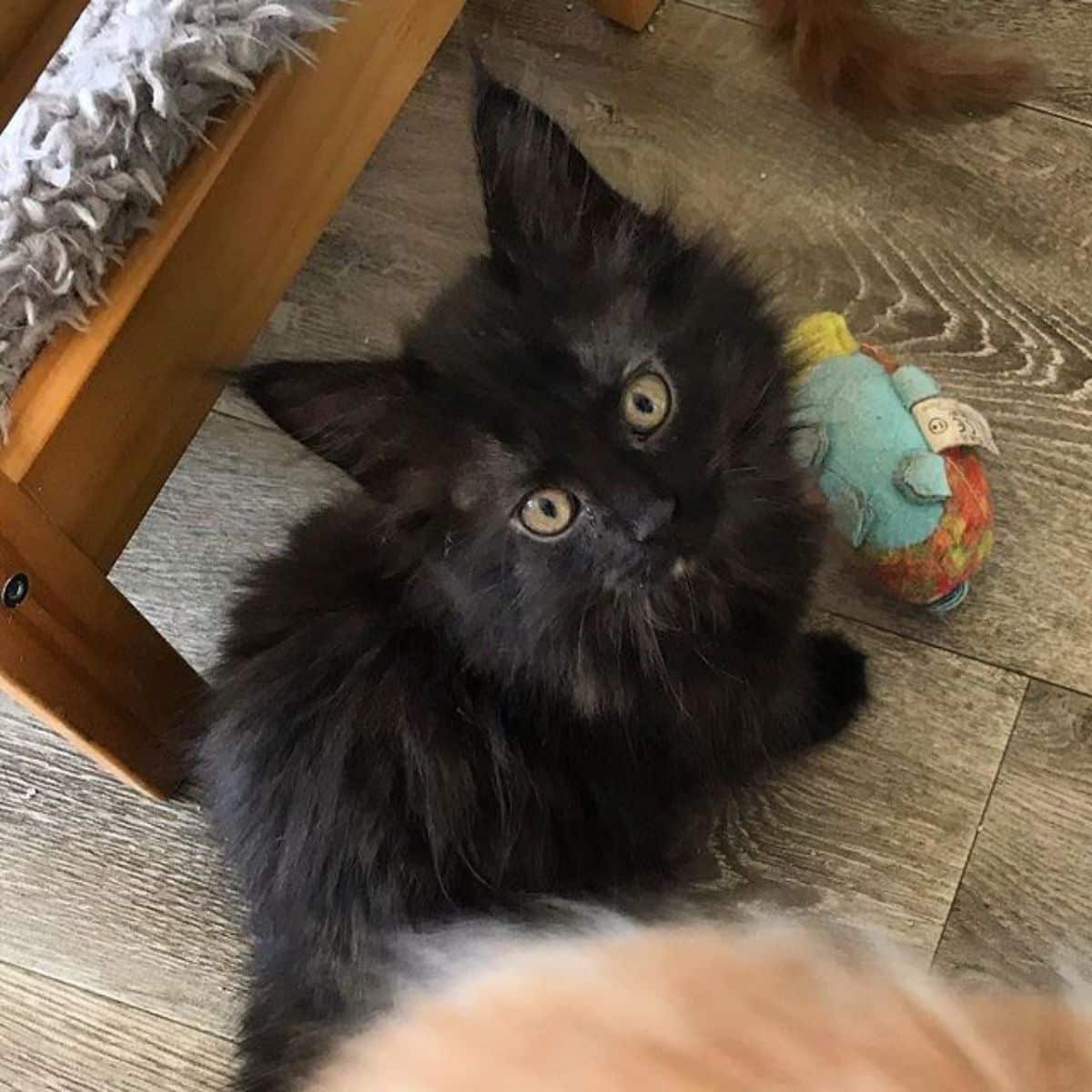 A fluffy black maine coon kitten sitting on the floor looking upwards.