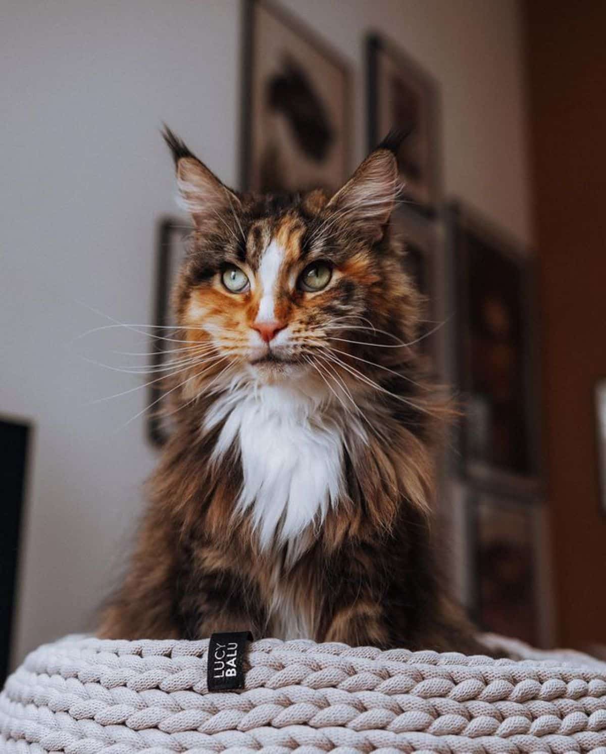 A fluffy calico maine coon sitting in a cat bed.