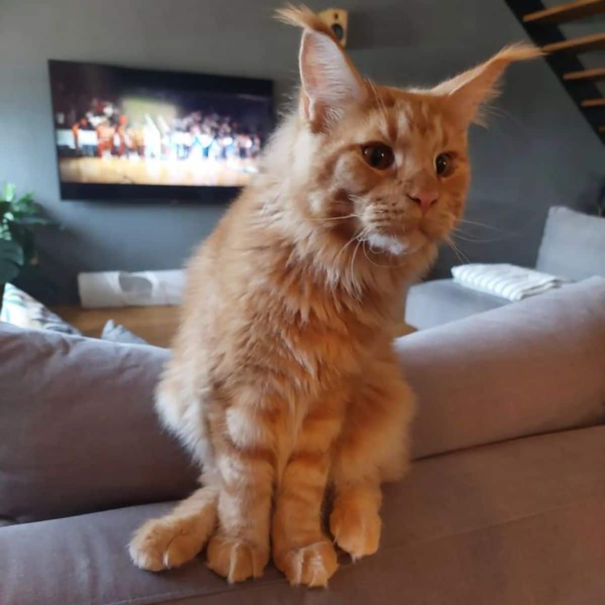 A fluffy golden maine coon sitting on the top of a couch.