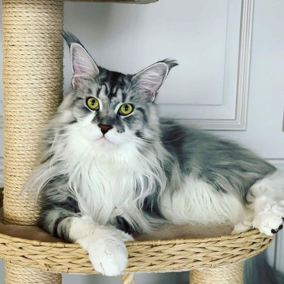 A fluffy gray maine coon lying on a cat tree.