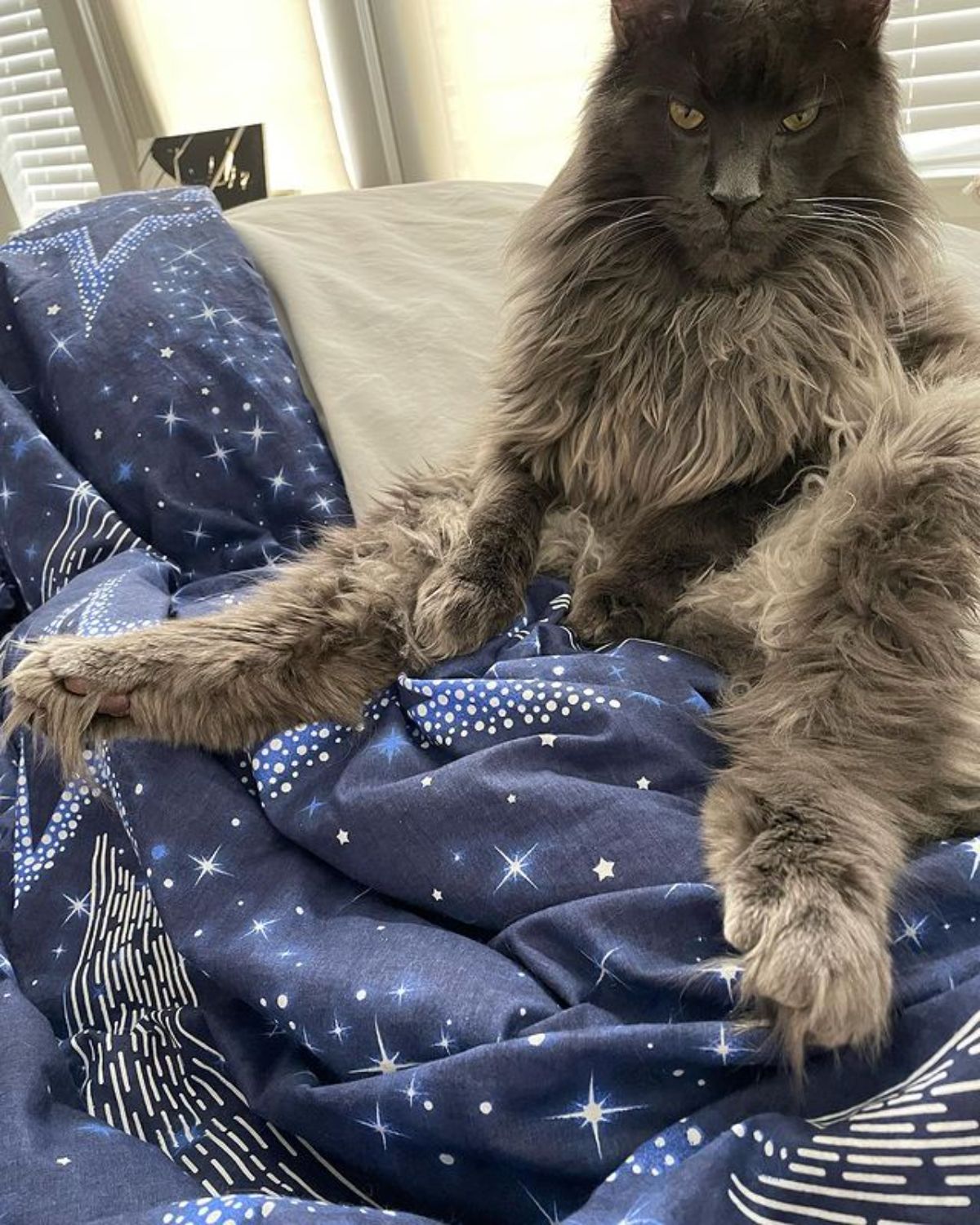 A huge fluffy gray maine coon sitting on a sofa.