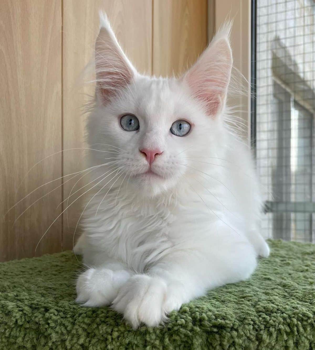 A fluffy white maine coon lying on a green carpet.