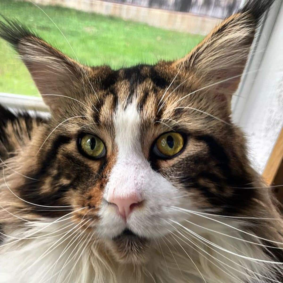 A close-up of a fluffy brown maine coon head.