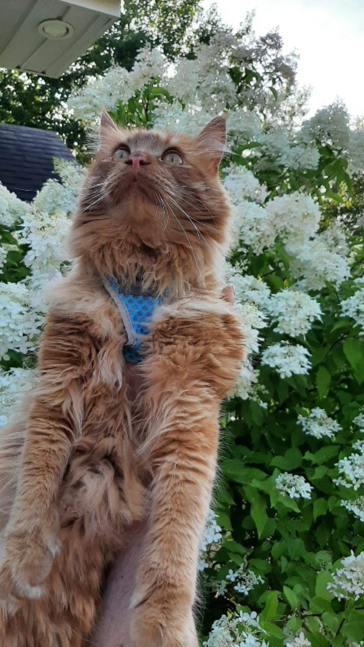 A fluffy ginger maine coon held by a human next to a flowering bush.