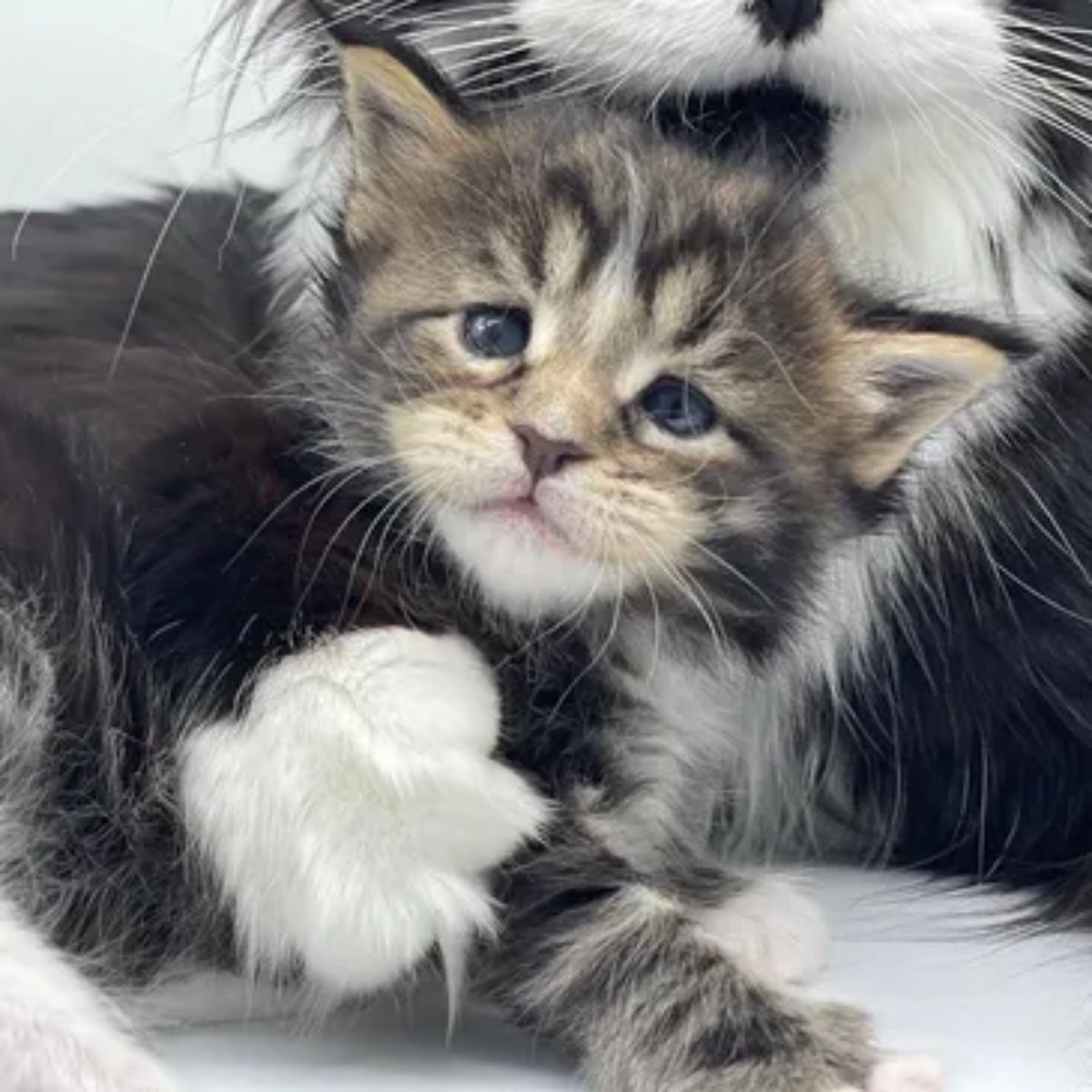 A cute fluffy maine coon kitten looking into a camera.