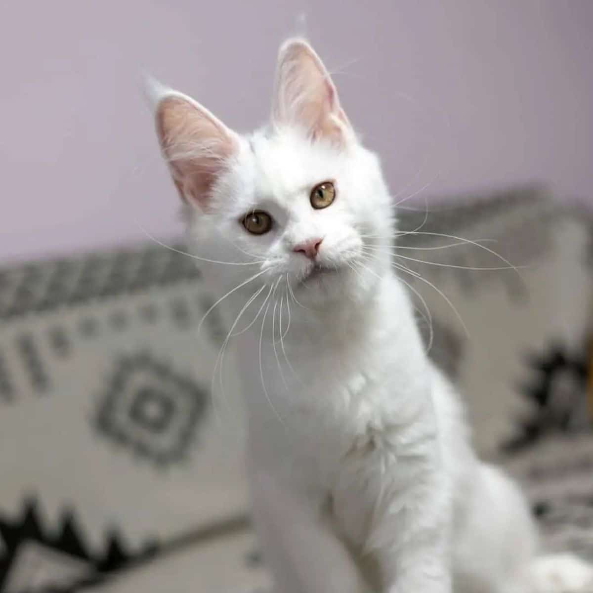 A white maine coon sitting on a sofa.