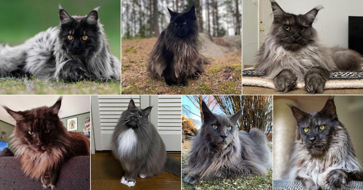 17 Beautiful Gray Smoke Maine Coon Cats (Instagram Famous)