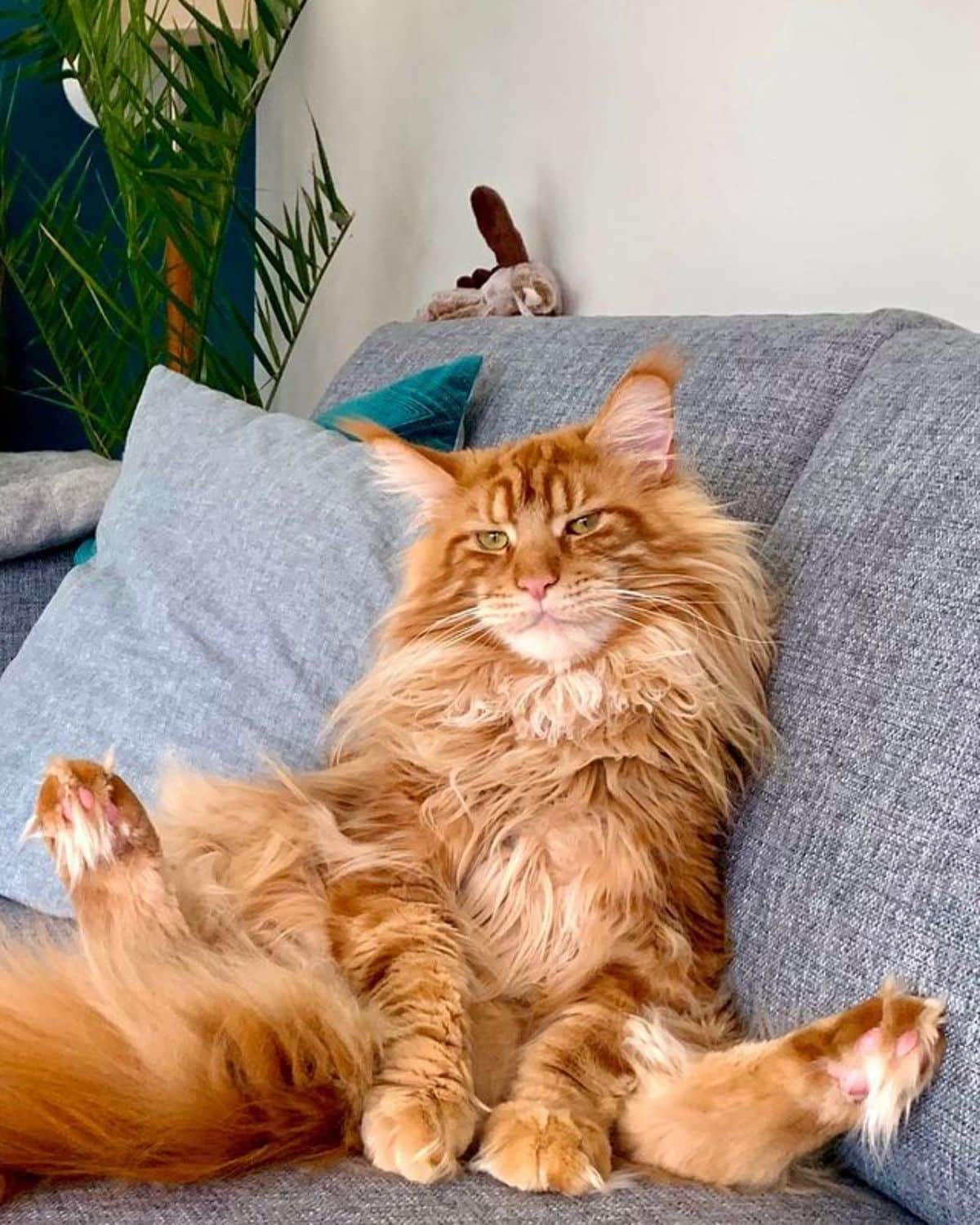 A fluffy ginger maine coon lying on a gray sofa.