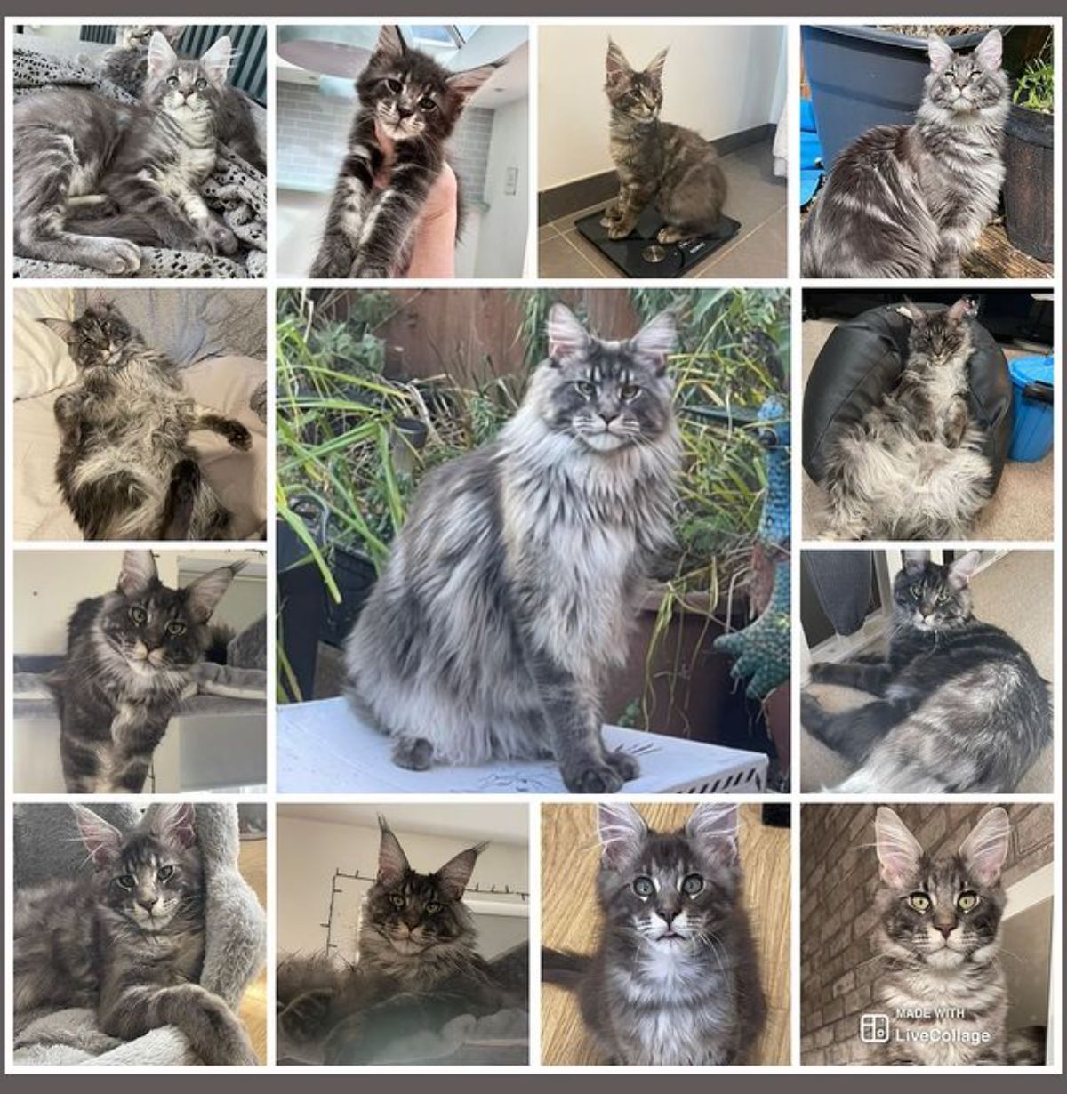 A collage of tabby maine coons.