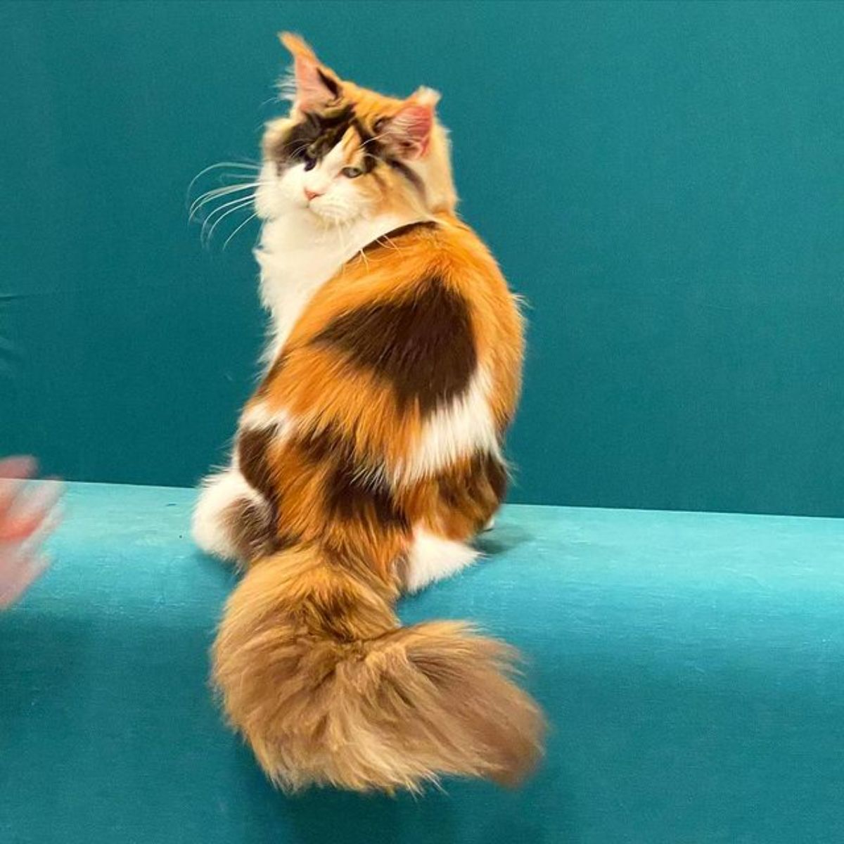 A fluffy calico maine coon sitting on a blue couch.