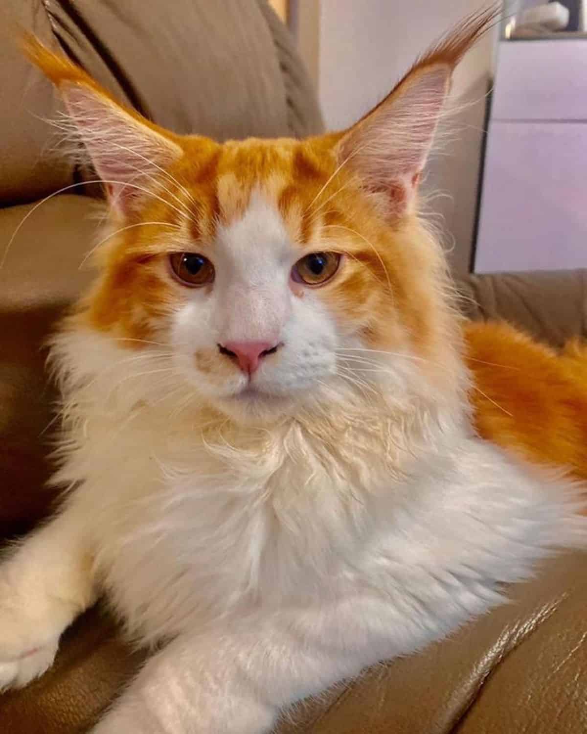 A fluffy ginger-white maine coon lying on a couch.