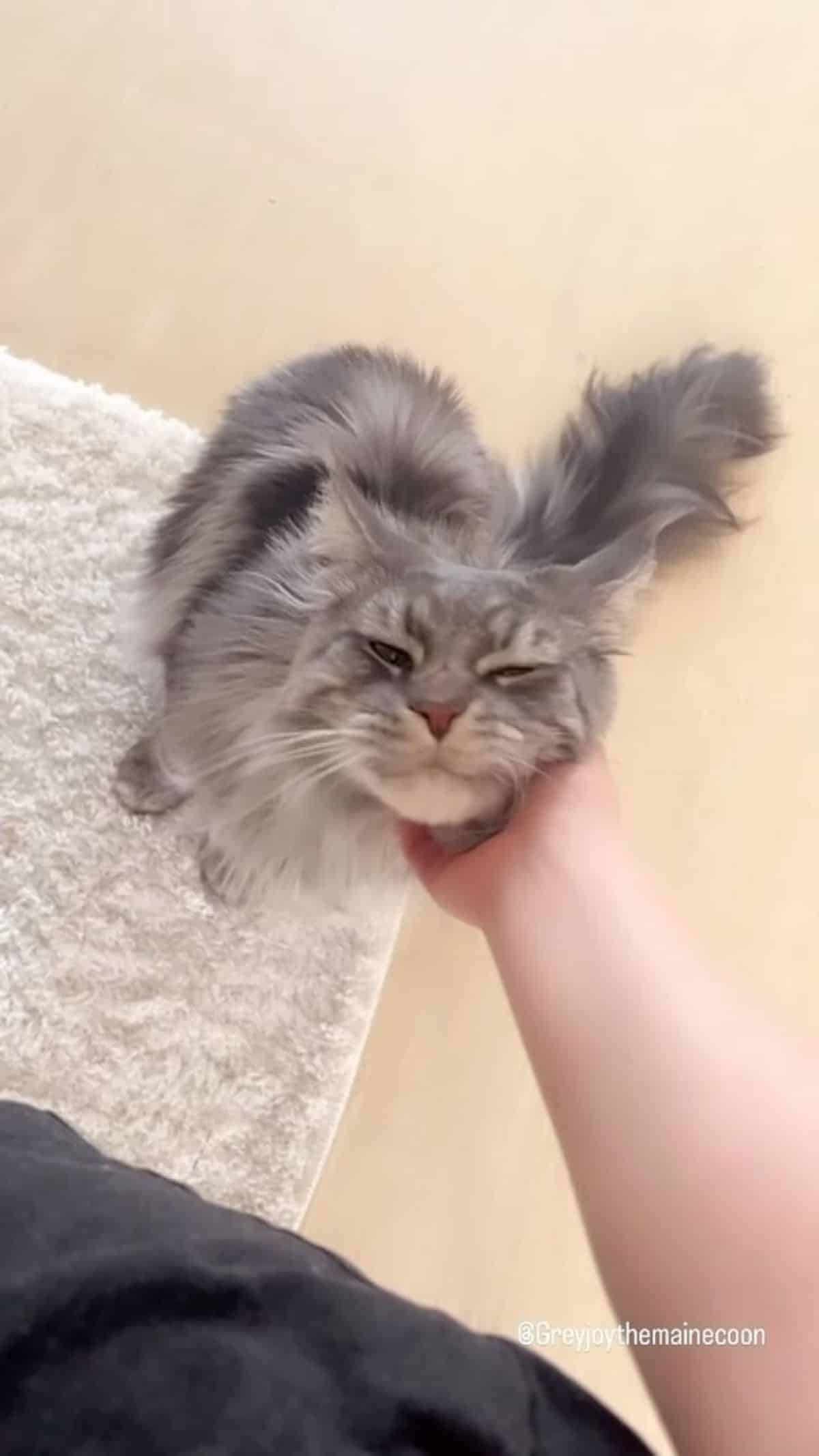 A human scratching a fluffy gray maine coon.
