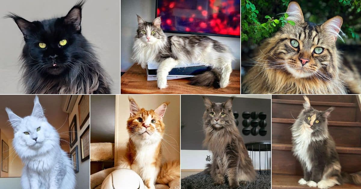 17 Maine Coon Cats With Green Eyes (Majestic Felines) facebook image.