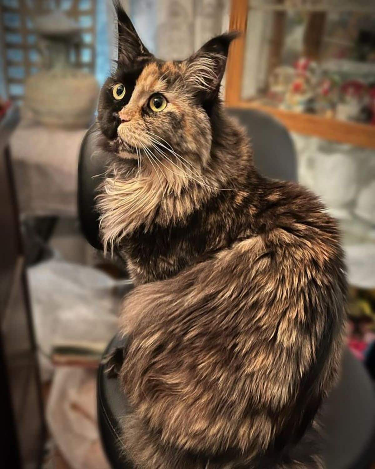 A beautiful tortoise maine coon sitting on a black chair.