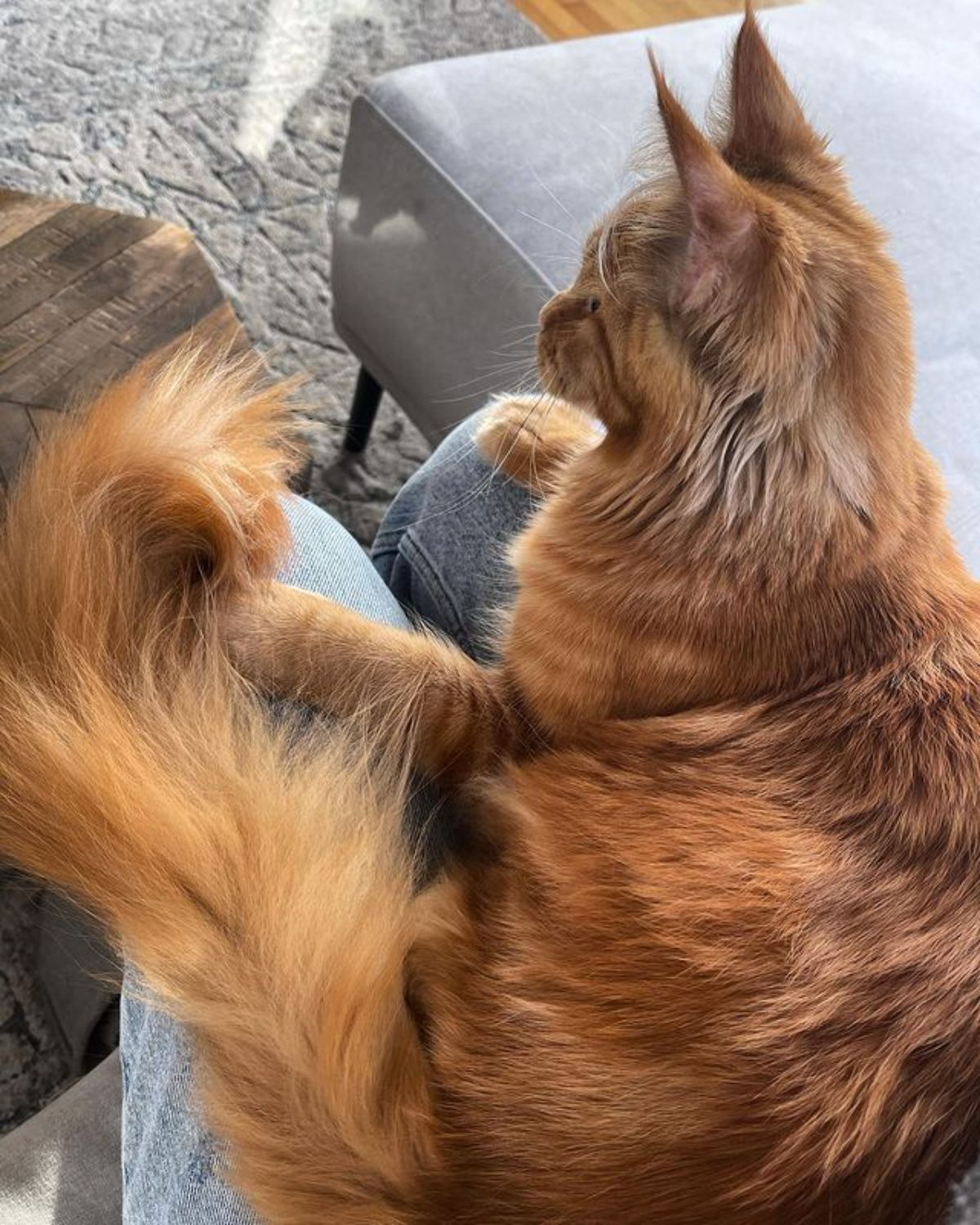 A fluffy ginger maine coon sitting in a human lap.