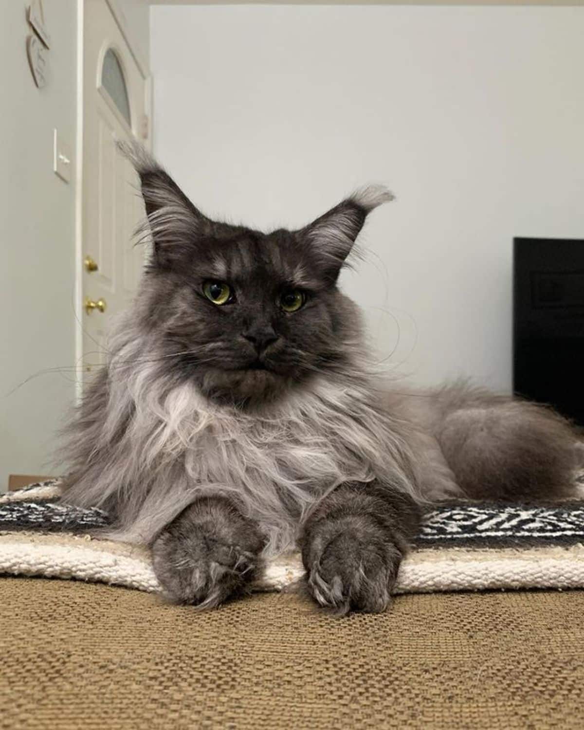 A fluffy gray maine coon lying on a capet.