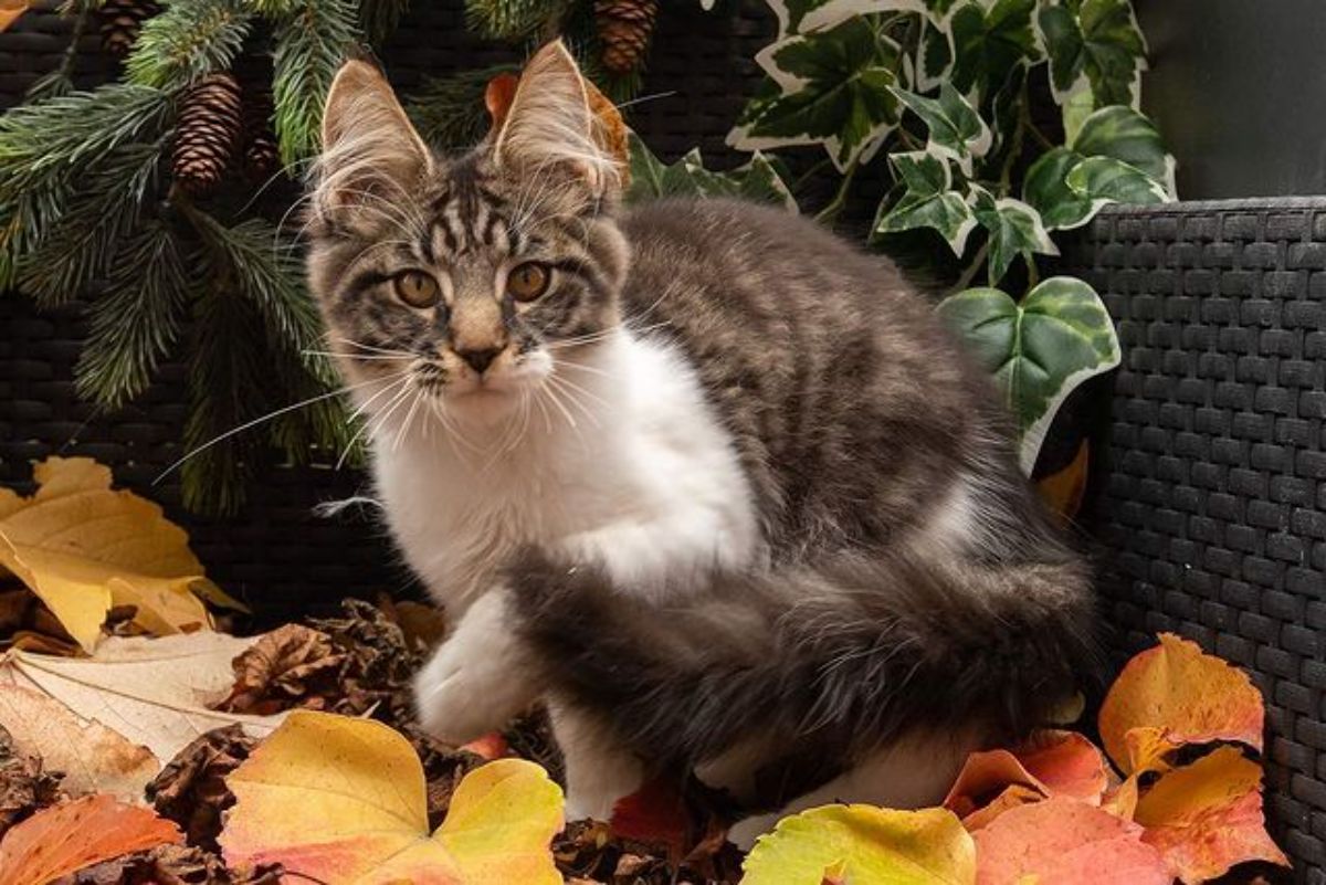 A cute tabby maine coon sitting outdoors near fallen leaves.