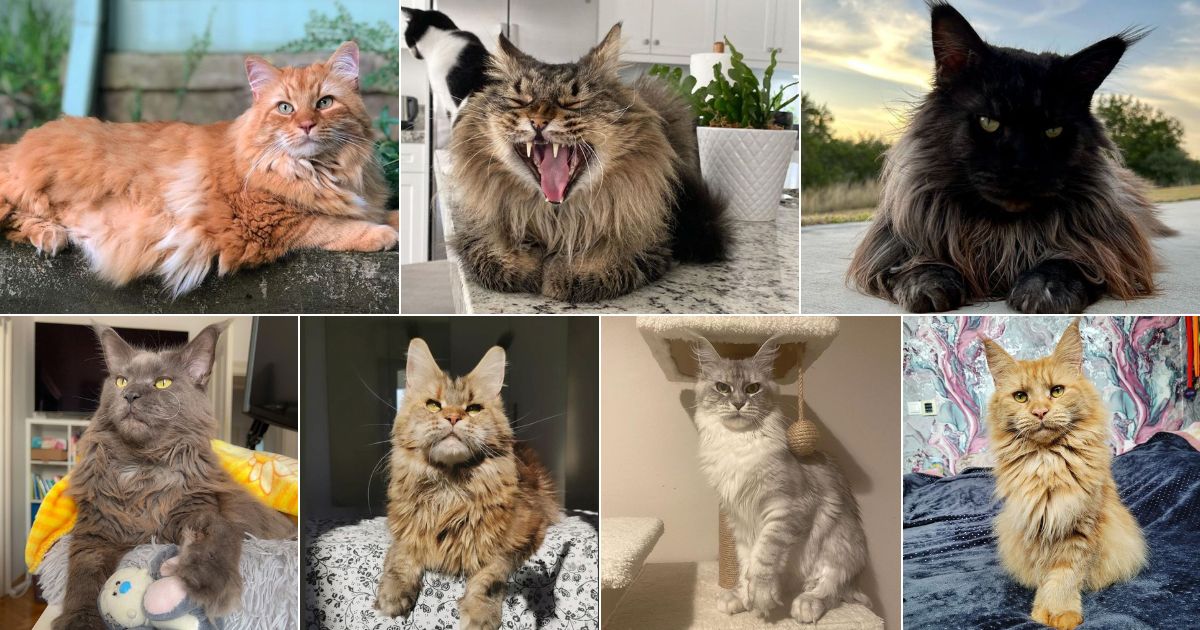 17 Shaded Maine Coon Cats You'll Love (Insta-Famous) facebook image.