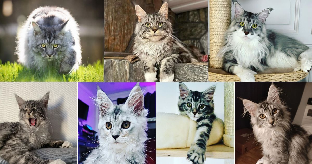 17 Silver Tabby Maine Coon Cats You’ll Love facebook image.