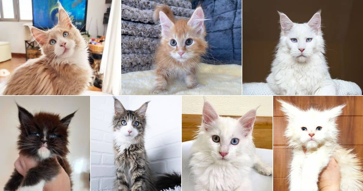 17 Unique Maine Coons With Blue Eyes facebook image.