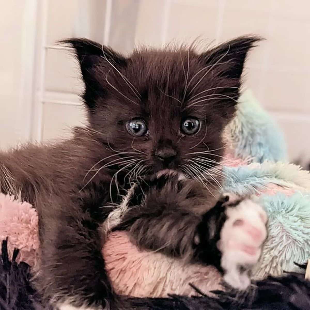 A cute fluffy black maine coon kitten lying on a bed.