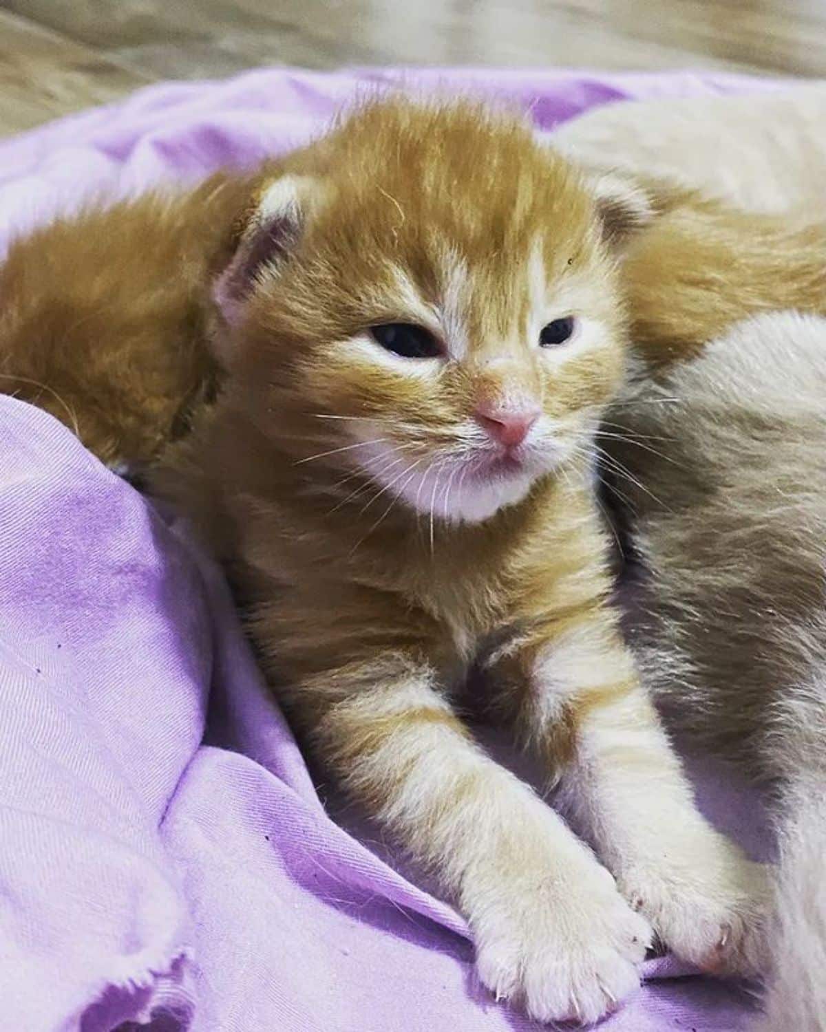 A newborn red maine coon lying on a pink rug.