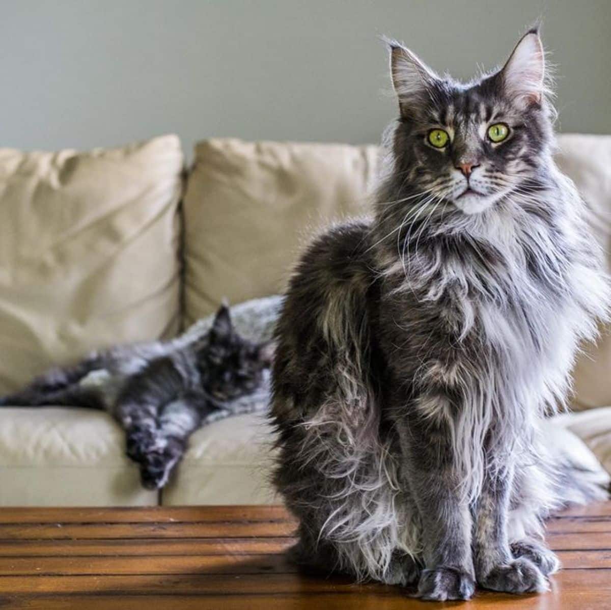 A big gray fluffy maine coon sitting on a table.