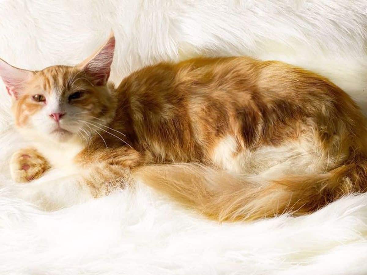A fluffy golden maine coon lying on a fluffy rug.