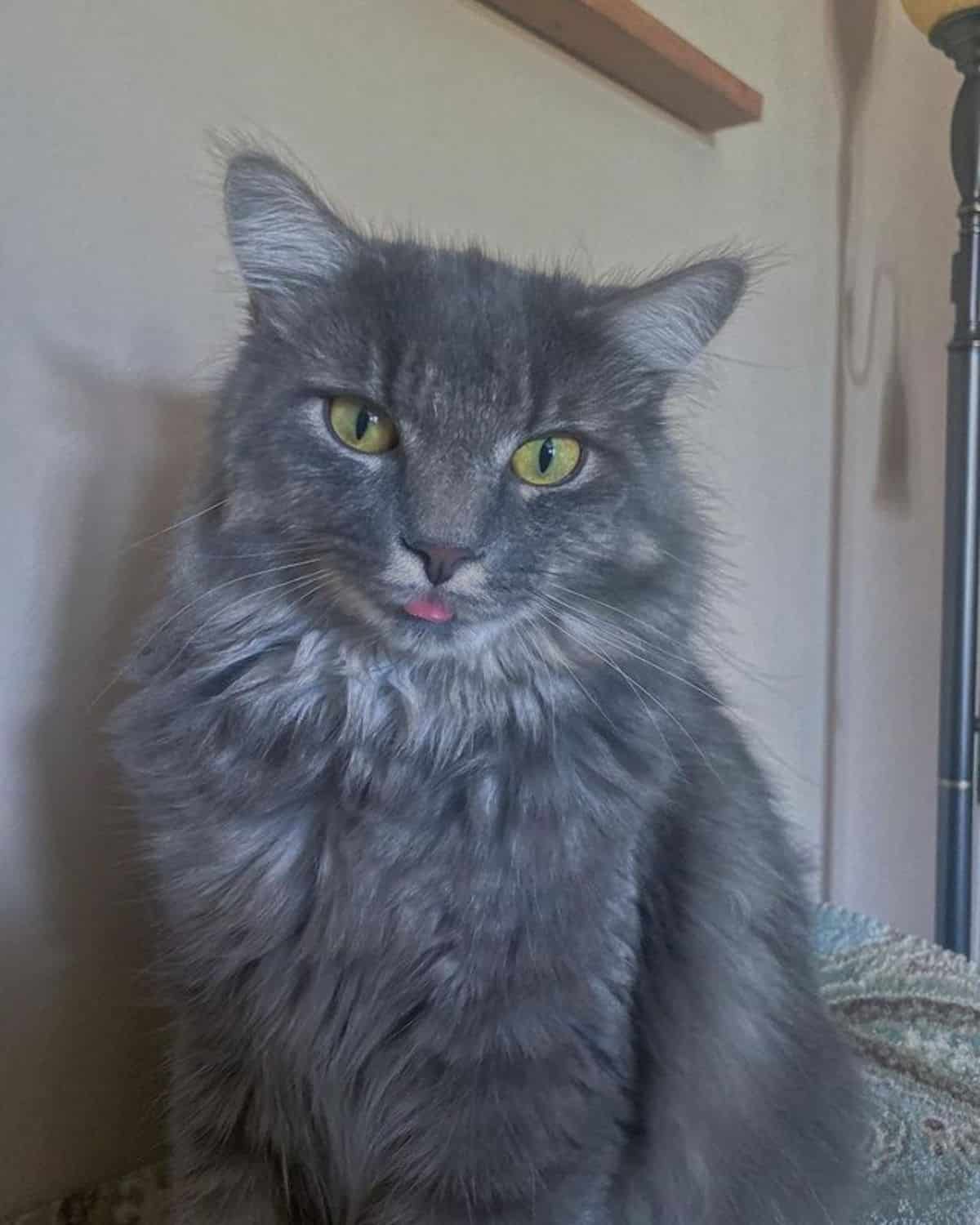 A gray maine coon with a funny face sitting on a couch.