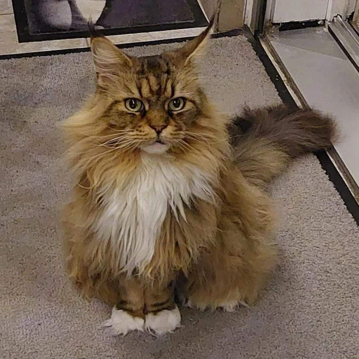 A fluffy tabby maine coon sitting on a gray carpet.