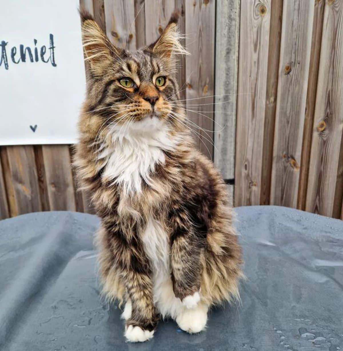 A fluffy calico maine coon sitting on a trash bin.