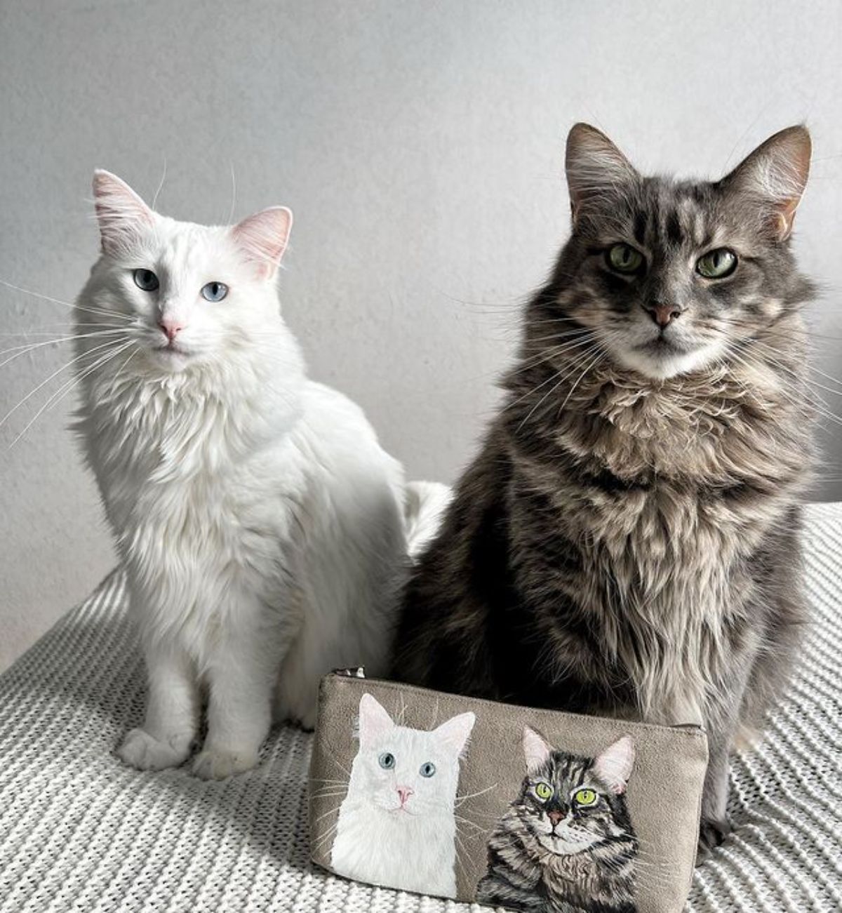 Two fluffy maine coons sitting on a couch.