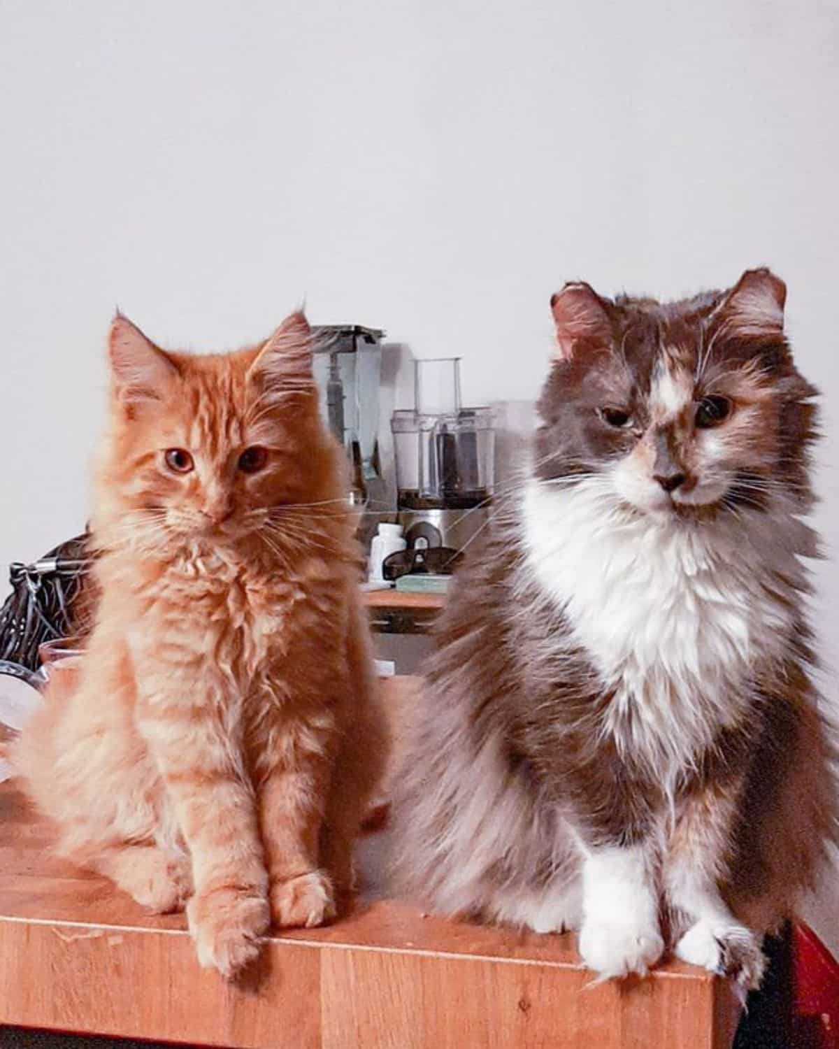 Two fluffy maine coons sitting on a wooden table.
