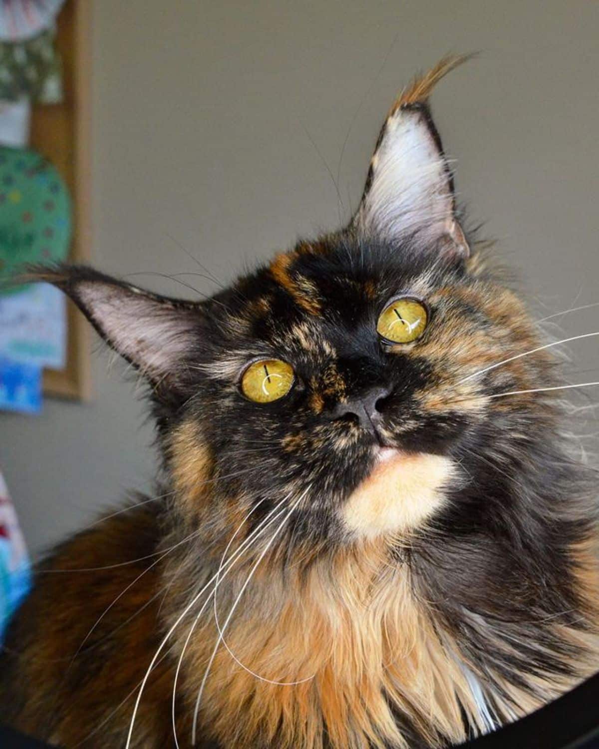 A close-up of a tortoise maine coon face.