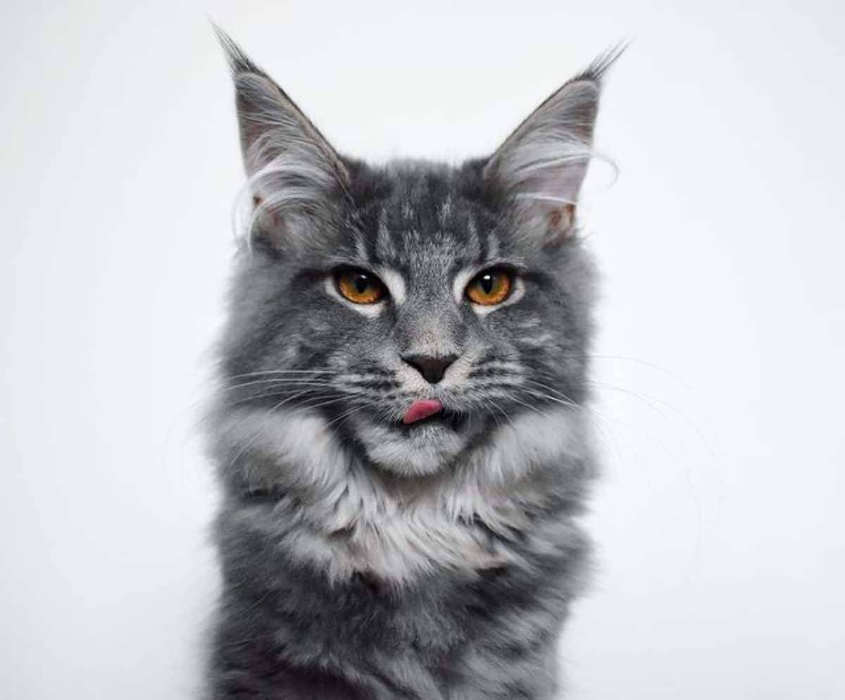 A close-up of a tabby maine coon with a tongue out.