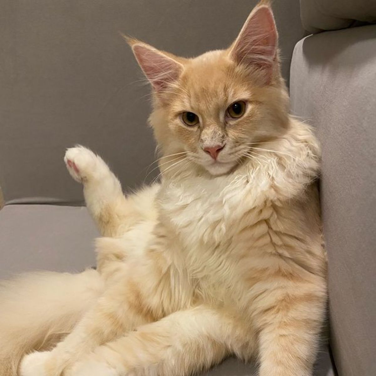 A fluffy golden maine coon sitting on a sofa.