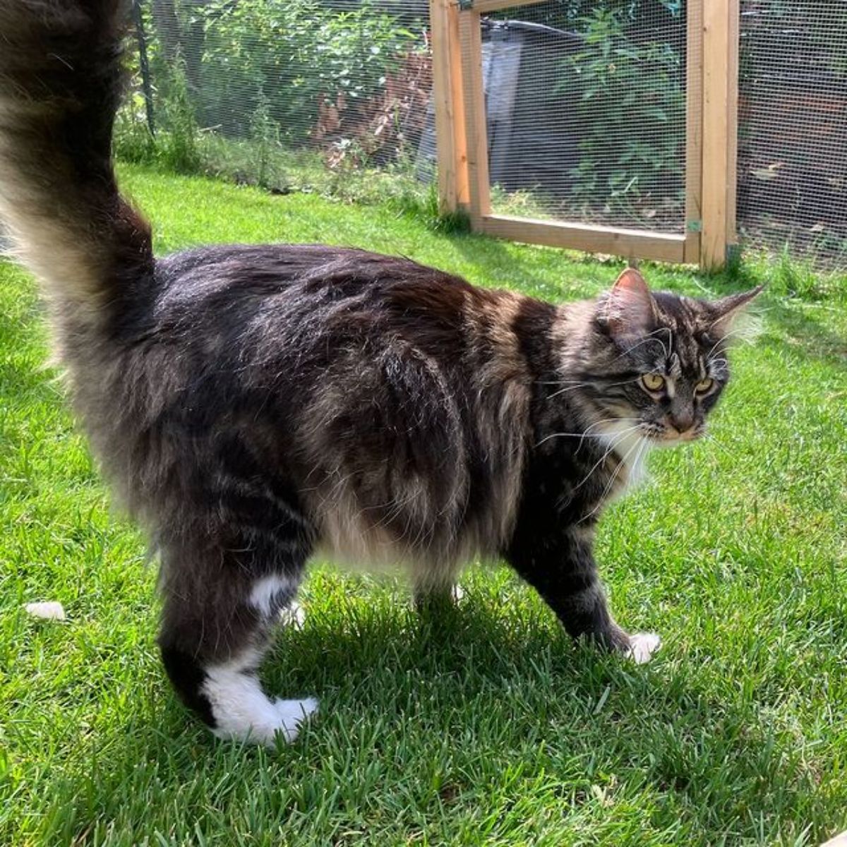 A fluffy tabby maine coon walking on green grass.